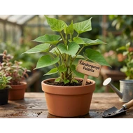 Édesburgonya - Ipomoea batatas
