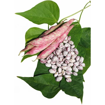 MG Gipsy bokorbab 1000 g