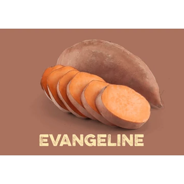 MP Édesburgonya Palánta - Evangeline