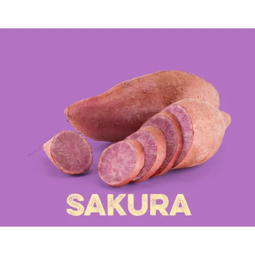 MP Édesburgonya Palánta - Sakura