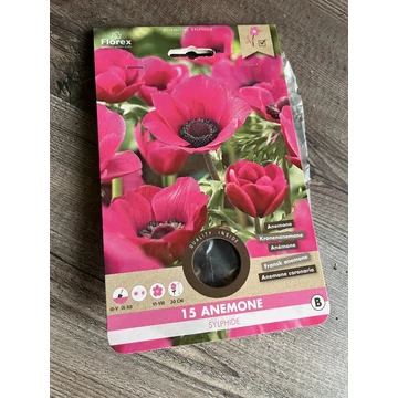 Tavaszi VH Pure Anemone Sylphide 