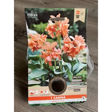 Tavaszi VH Pure  Canna Salmon Pink I