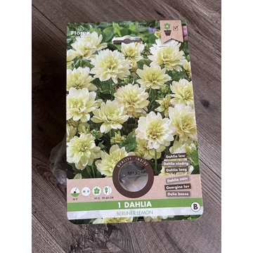 Tavaszi VH Pure Dahlia Berliner Lemon