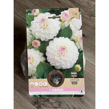 Tavaszi VH Pure Dahlia  Eveline I