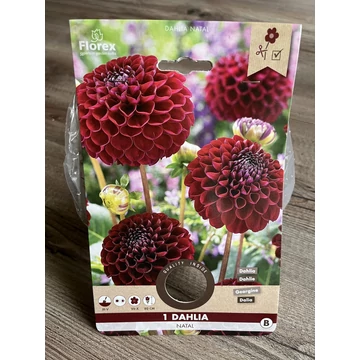Tavaszi VH Pure Dahlia Natal 