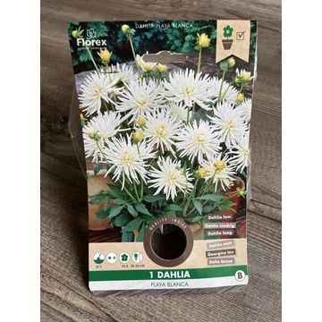 Tavaszi VH Pure Dahlia  Playa Blanca I