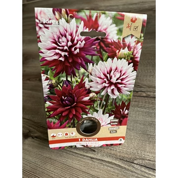 Tavaszi VH Pure Dahlia Rebecca's World I