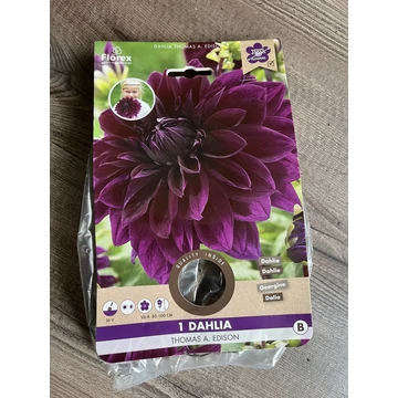 Tavaszi VH Pure Dahlia Thomas Edison (XXL)