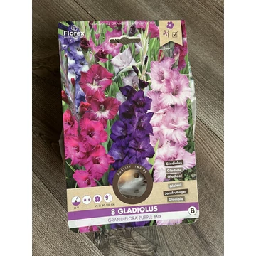 Tavaszi VH Pure Gladiolus Grandiflora Purple mixed 