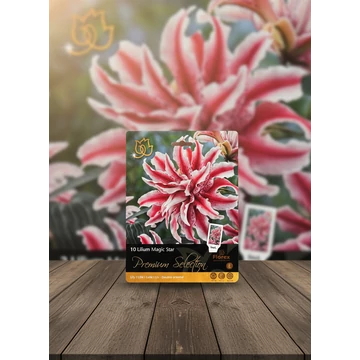 Tavaszi VH Premium	Lilium Magic Star 16/18