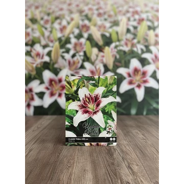 Tavaszi VH Premium Lilium Tribal Kiss 16/18