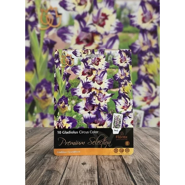 Tavaszi VH Premium	Gladiolus Circus Colour 12/14