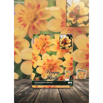 Tavaszi VH Premium Dahlia Kelsey Annie Joy I