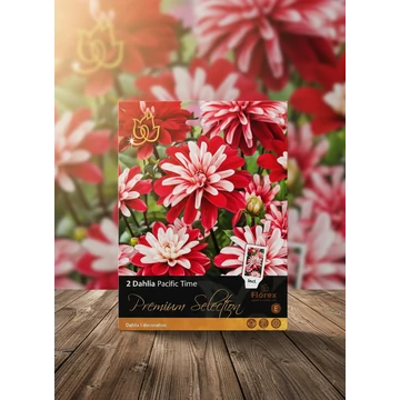 Tavaszi VH Premium	Dahlia Pacific Time I 