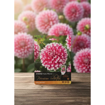 Tavaszi VH Premium	Dahlia Fuzzy Wuzzy I
