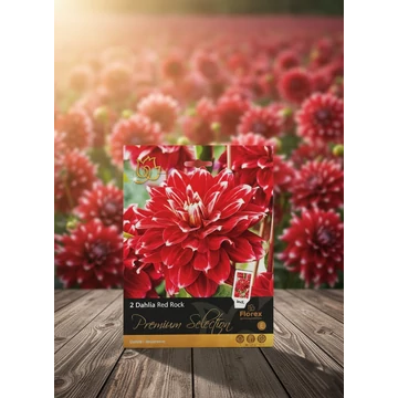 Tavaszi VH Premium	Dahlia Red Rock I