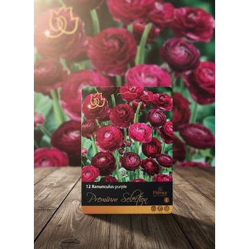 Tavaszi VH Premium	Ranunculus Purple 5/6