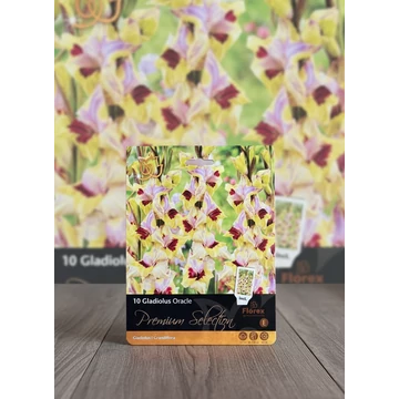 Tavaszi VH Premium Gladiolus Oracle 12/14