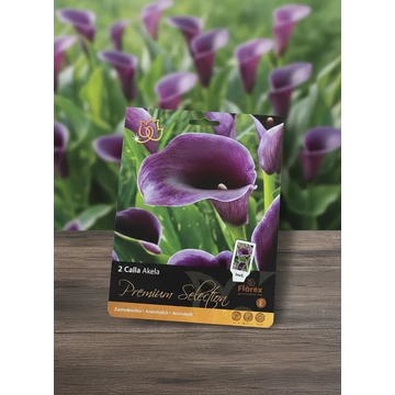 Tavaszi VH Premium	Calla Akela 14/16