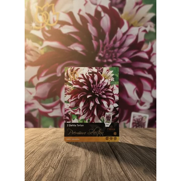 Tavaszi VH Premium	Dahlia Tartan I
