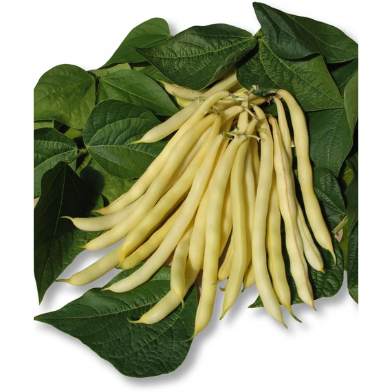 MG Goldmine bokorbab 1000 g