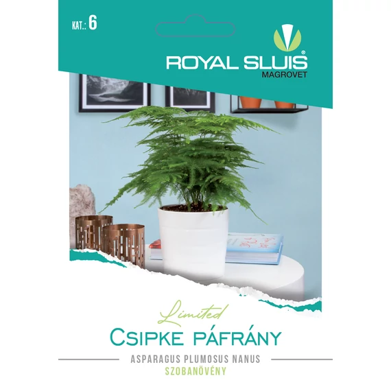 RS Limited Szobanövény Csipke Páfrány 5 szem