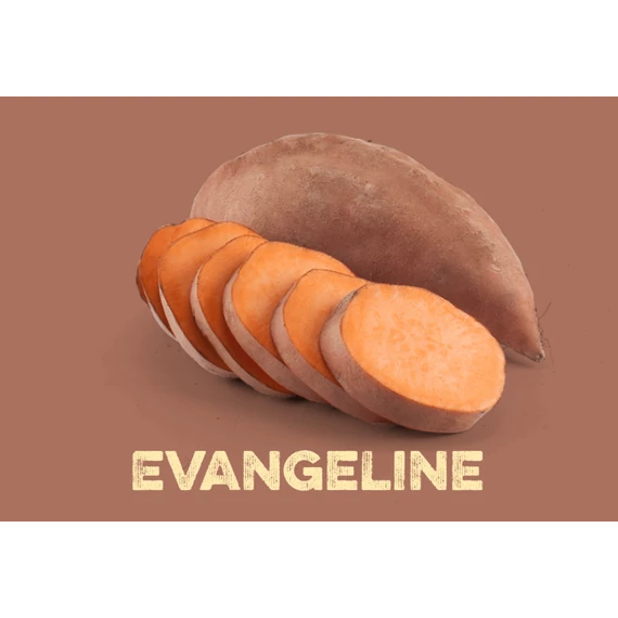 MP Édesburgonya Palánta - Evangeline
