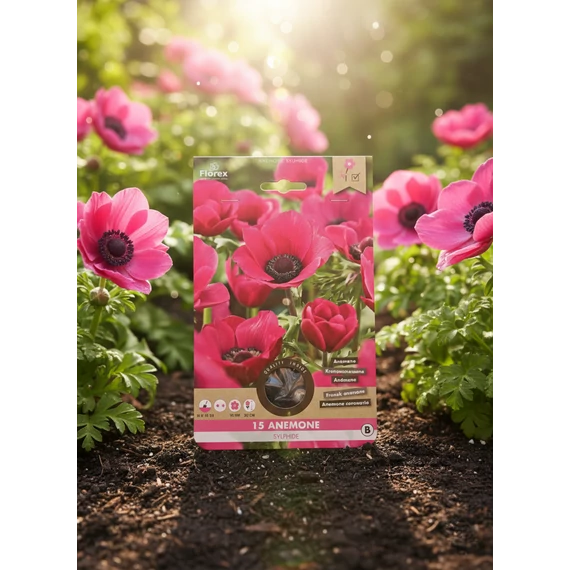 anemone1
