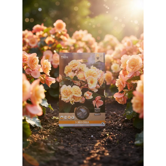 begonia1