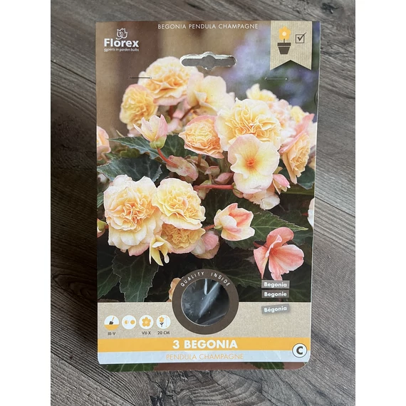 Tavaszi VH Pure Begonia Grandiflora Champagne  