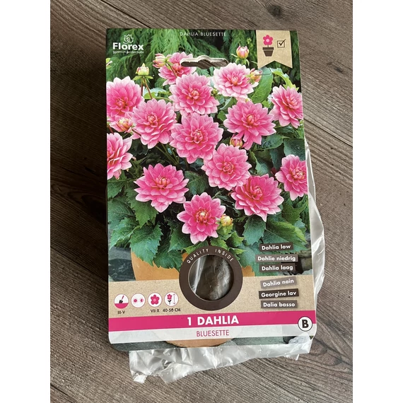 Tavaszi VH Pure Dahlia Bluesette