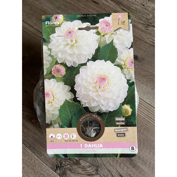 Tavaszi VH Pure Dahlia  Eveline I