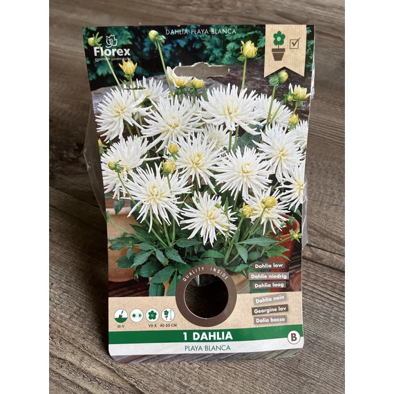 Tavaszi VH Pure Dahlia  Playa Blanca I