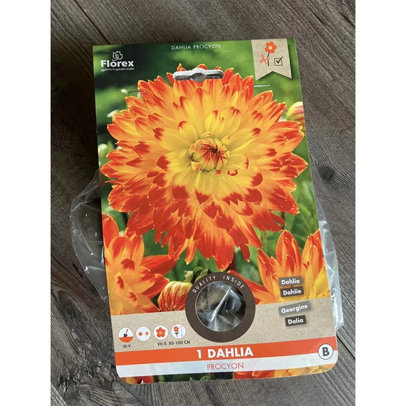 Tavaszi VH Pure Dahlia  Procyon I