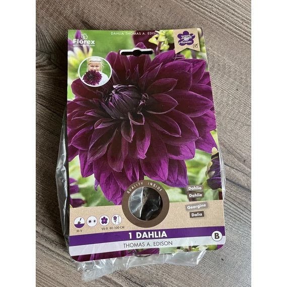 Tavaszi VH Pure Dahlia Thomas Edison (XXL)