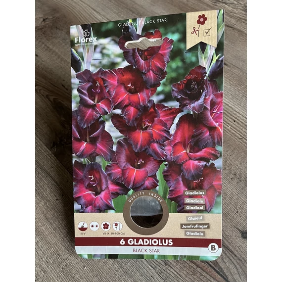 Tavaszi VH Pure Gladiolus Black Star