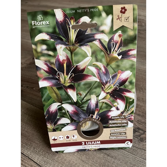 Tavaszi VH Pure Lilium Netty's Pride 
