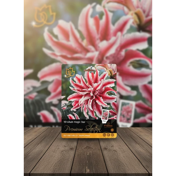 Tavaszi VH Premium	Lilium Magic Star 16/18