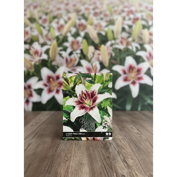 Tavaszi VH Premium Lilium Tribal Kiss 16/18