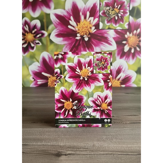 Tavaszi VH Premium Dahlia Impression Fabula I