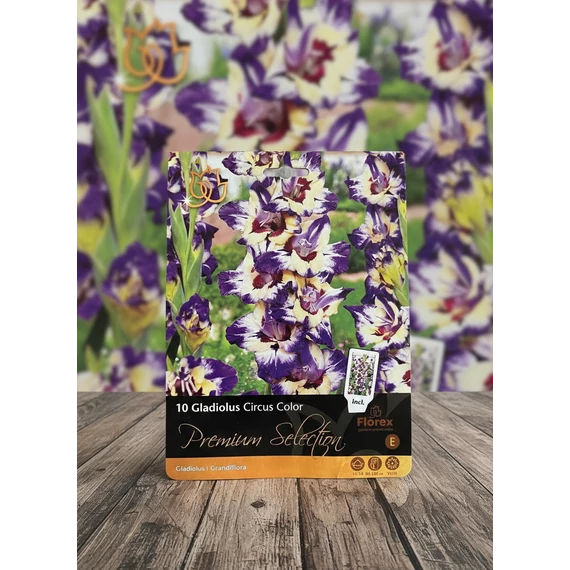Tavaszi VH Premium	Gladiolus Circus Colour 12/14