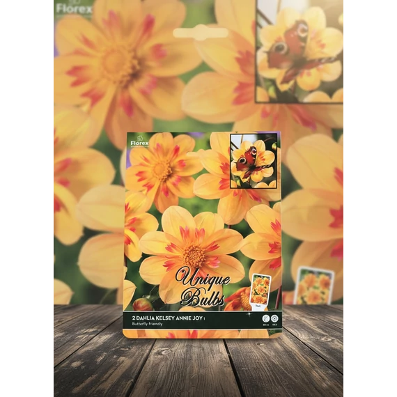 Tavaszi VH Premium Dahlia Kelsey Annie Joy I