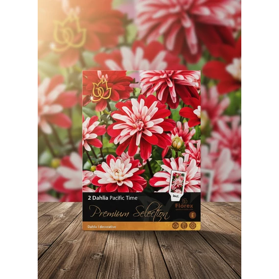 Tavaszi VH Premium	Dahlia Pacific Time I 