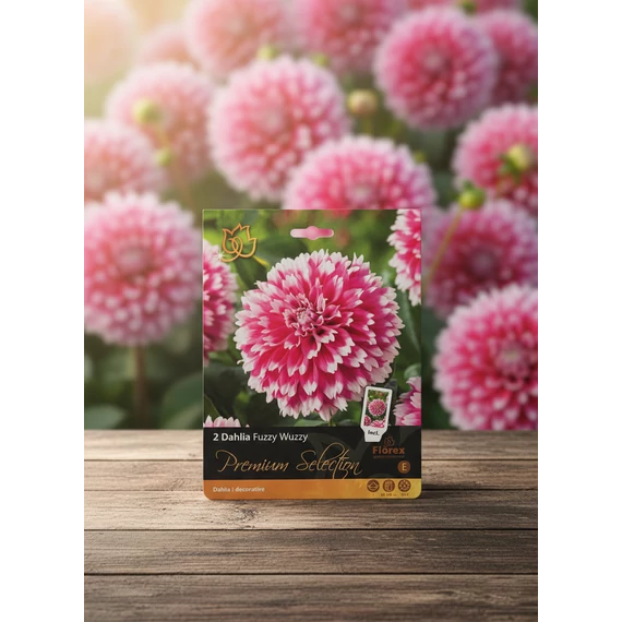 Tavaszi VH Premium	Dahlia Fuzzy Wuzzy I
