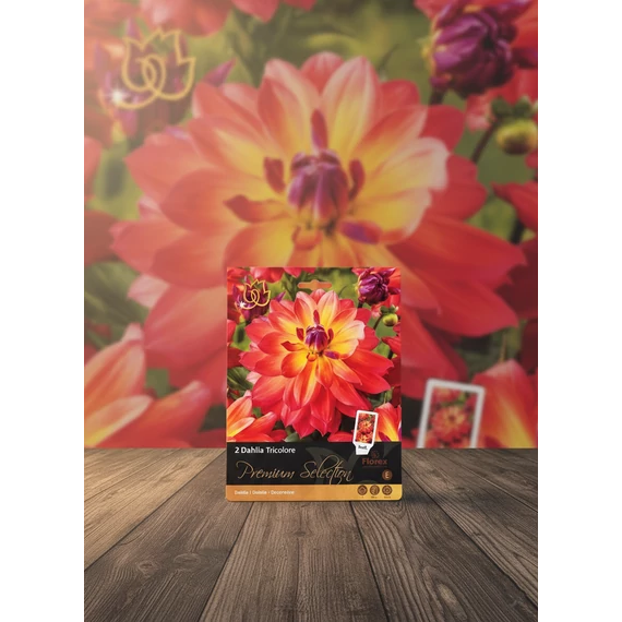 Tavaszi VH Premium	Dahlia Tricolore I   
