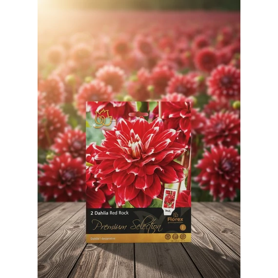 Tavaszi VH Premium	Dahlia Red Rock I