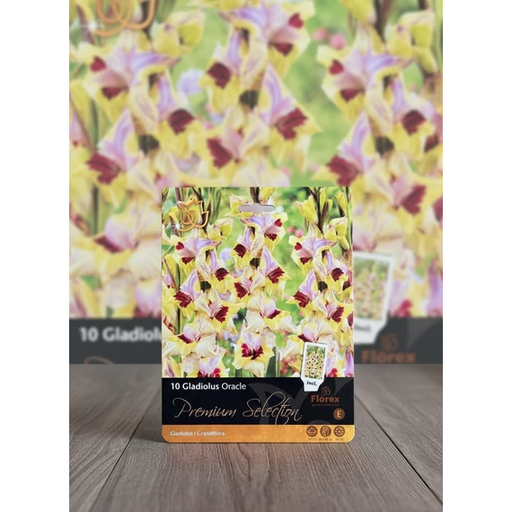 Tavaszi VH Premium Gladiolus Oracle 12/14