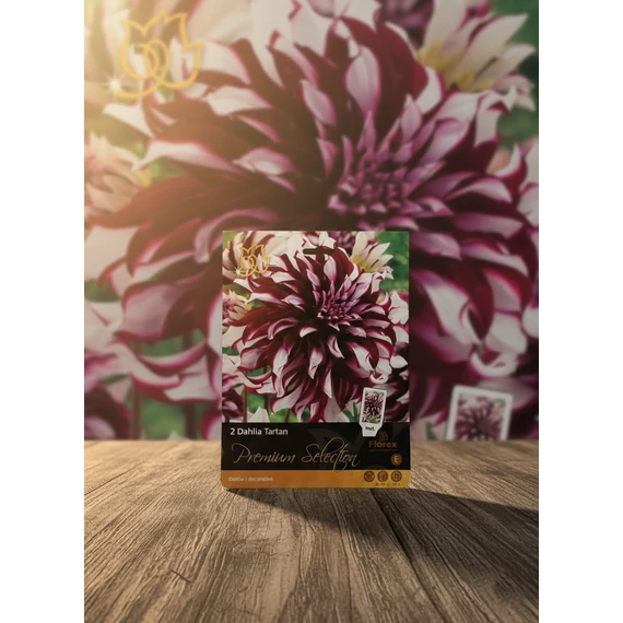 Tavaszi VH Premium	Dahlia Tartan I