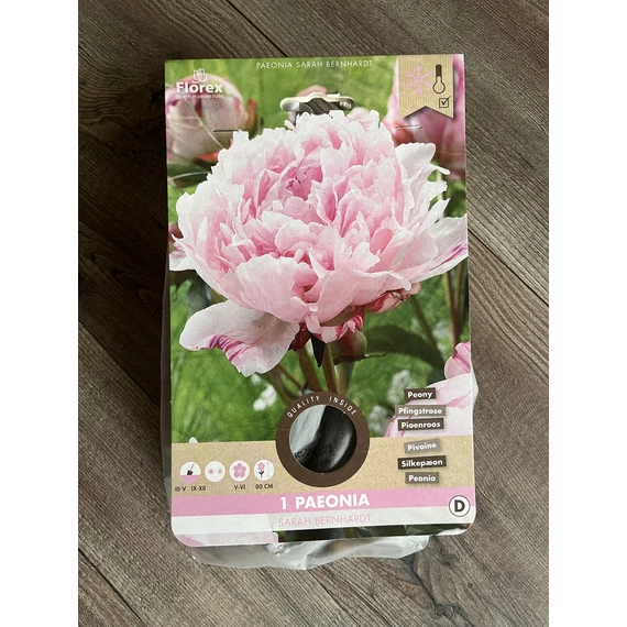 Tavaszi VH Pure Paeonia Sarah Bernhardt 