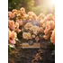begonia1